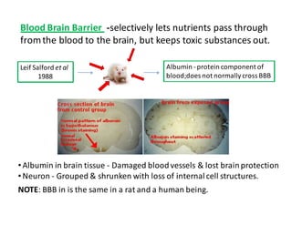 Blood Brain Barrier -selectively lets nutrients pass through 
from the blood to the brain, but keeps toxic substances out. 
Leif Salford et al 
1988 
Albumin - protein component of 
blood;does not normally cross BBB 
• Albumin in brain tissue - Damaged blood vessels  lost brain protection 
•Neuron - Grouped  shrunken with loss of internal cell structures. 
NOTE: BBB in is the same in a rat and a human being. 
 
