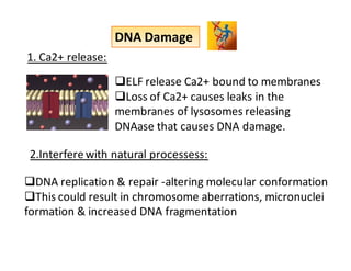 DNA Damage 
ELF release Ca2+ bound to membranes 
Loss of Ca2+ causes leaks in the 
membranes of lysosomes releasing 
DNAase that causes DNA damage. 
1. Ca2+ release: 
2.Interfere with natural processess: 
DNA replication  repair -altering molecular conformation 
This could result in chromosome aberrations, micronuclei 
formation  increased DNA fragmentation 
 