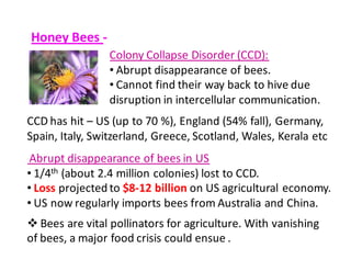 Colony Collapse Disorder (CCD): 
• Abrupt disappearance of bees. 
• Cannot find their way back to hive due 
disruption in intercellular communication. 
Honey Bees - 
CCD has hit – US (up to 70 %), England (54% fall), Germany, 
Spain, Italy, Switzerland, Greece, Scotland, Wales, Kerala etc 
Abrupt disappearance of bees in US 
• 1/4th (about 2.4 million colonies) lost to CCD. 
• Loss projected to $8-12 billion on US agricultural economy. 
• US now regularly imports bees from Australia and China. 
Bees are vital pollinators for agriculture. With vanishing 
of bees, a major food crisis could ensue . 
 