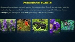 Gk poisonous plant presentation | PPTX