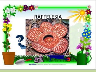 RAFFELESIA
 