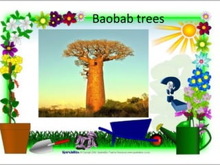Baobab trees
 