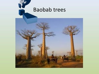 Baobab trees
 