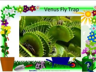 Venus Fly Trap
 
