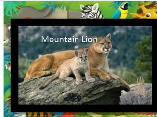 Mountain Lion
 