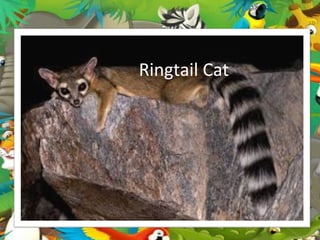 Ringtail Cat
 