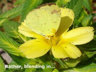 Does NOT disappear
 Rather, blending in…
 