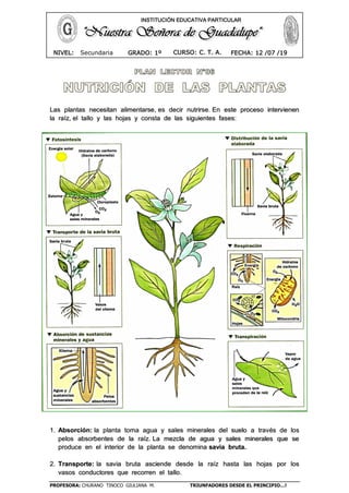 PROFESORA: CHURANO TINOCO GIULIANA M. TRIUNFADORES DESDE EL PRINCIPIO…!
CURSO: C. T. A.NIVEL: Secundaria GRADO: 1º FECHA: 12 /07 /19
INSTITUCIÓN EDUCATIVA PARTICULAR
Las plantas necesitan alimentarse, es decir nutrirse. En este proceso intervienen
la raíz, el tallo y las hojas y consta de las siguientes fases:
1. Absorción: la planta toma agua y sales minerales del suelo a través de los
pelos absorbentes de la raíz. La mezcla de agua y sales minerales que se
produce en el interior de la planta se denomina savia bruta.
2. Transporte: la savia bruta asciende desde la raíz hasta las hojas por los
vasos conductores que recorren el tallo.
 