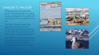 DANGER TO WILDLIFE
• If the glaciers all melt then
Arctic Habitants like the polar
bears, penguins, and seals will
not have a environment to live
on.
• Certain animals need the
glacier temperatures for
survival some bird species live
on the fish that can be found
in the fresh waters of glaciers.
• But with the sea temperatures
rising the plants in the sea that
the fish live on will be lost .
Reducing the amount of fish.
 
