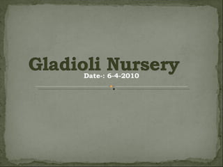 Gladioli nursery