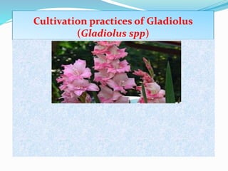 Cultivation practices of Gladiolus
(Gladiolus spp)
 
