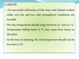 CLIMATE:
 For successful cultivation of this crop, mid climate is ideal
while very hot and too cold atmospheric conditions are
harmful.
 The day temperature should range between 15 ⁰ and 20 ⁰ C.
Temperature falling below 6 ⁰C may cause frost injury to
the plant.
 At the time of planting, the soil temperature should not be
less than 10 ⁰C.
 