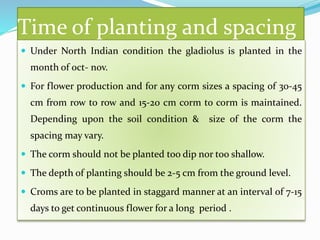 Time of planting and spacing
 Under North Indian condition the gladiolus is planted in the
month of oct- nov.
 For flower production and for any corm sizes a spacing of 30-45
cm from row to row and 15-20 cm corm to corm is maintained.
Depending upon the soil condition & size of the corm the
spacing may vary.
 The corm should not be planted too dip nor too shallow.
 The depth of planting should be 2-5 cm from the ground level.
 Croms are to be planted in staggard manner at an interval of 7-15
days to get continuous flower for a long period .
 