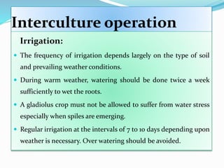 Interculture operation
Irrigation:
 The frequency of irrigation depends largely on the type of soil
and prevailing weather conditions.
 During warm weather, watering should be done twice a week
sufficiently to wet the roots.
 A gladiolus crop must not be allowed to suffer from water stress
especially when spiles are emerging.
 Regular irrigation at the intervals of 7 to 10 days depending upon
weather is necessary. Over watering should be avoided.
 