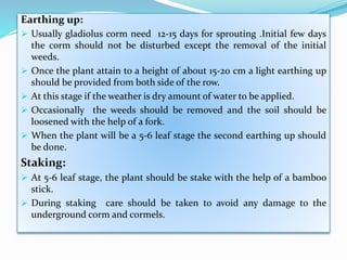 Earthing up:
 Usually gladiolus corm need 12-15 days for sprouting .Initial few days
the corm should not be disturbed except the removal of the initial
weeds.
 Once the plant attain to a height of about 15-20 cm a light earthing up
should be provided from both side of the row.
 At this stage if the weather is dry amount of water to be applied.
 Occasionally the weeds should be removed and the soil should be
loosened with the help of a fork.
 When the plant will be a 5-6 leaf stage the second earthing up should
be done.
Staking:
 At 5-6 leaf stage, the plant should be stake with the help of a bamboo
stick.
 During staking care should be taken to avoid any damage to the
underground corm and cormels.
 