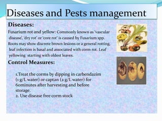 Diseases and Pests management
Diseases:
Fusarium rot and yellow: Commonly known as ‘vascular
disease’, ‘dry rot’ or ‘core rot’ is caused by Fusarium spp.
Roots may show discrete brown lesions or a general rotting,
leaf infection is basal and associated with corm rot. Leaf
yellowing starting with oldest leaves.
Control Measures:
1.Treat the corms by dipping in carbendazim
(1 g/L water) or captan (2 g/L water) for
60minutes after harvesting and before
storage.
2. Use disease free corm stock
 