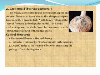 2. Grey mould (Botrytis chinerea) :
On leaves, large oval to round, brown spots appear. spots
occur on flowers and stems also. At first the spots are pale
brown and then become dark. A soft, brown rotting at the
base of florets may develop after rainfall. In a moist,
cool atmosphere, the whole flower becomes covered with
brownish grey growth of the fungal spores.
Control Measures:
1. Remove old flowers spikes and destroy.
2. Hot water treatment (52 ⁰C)of corms with carbendazim (1
g/L water) added to the water is effective in eradicating the
pathogen from planting stock.
 
