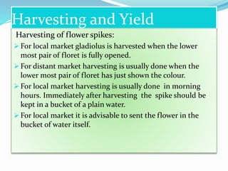 Harvesting and Yield
Harvesting of flower spikes:
 For local market gladiolus is harvested when the lower
most pair of floret is fully opened.
 For distant market harvesting is usually done when the
lower most pair of floret has just shown the colour.
 For local market harvesting is usually done in morning
hours. Immediately after harvesting the spike should be
kept in a bucket of a plain water.
 For local market it is advisable to sent the flower in the
bucket of water itself.
 