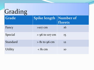 Grading
Grade Spike length Number of
florets
Fancy >107 cm 16
Special > 96 to 107 cm 15
Standard > 81 to 96 cm 12
Utility < 81 cm 10
 