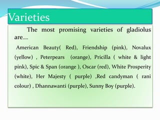 Varieties
The most promising varieties of gladiolus
are....
American Beauty( Red), Friendship (pink), Novalux
(yellow) , Peterpears (orange), Pricilla ( white & light
pink), Spic & Span (orange ), Oscar (red), White Prosperity
(white), Her Majesty ( purple) ,Red candyman ( rani
colour) , Dhannawanti (purple), Sunny Boy (purple).
 