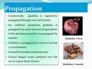 Propagation
 Commercially gladiolus is vegetatively
propagated through corm and cormels.
 For cutflower production gladiolus is
propagated by corms however for generation
of the planting materials it is propagated by
cormels.
 Gladiolus is propagated by corms of at least
4-5 cm diameter.
 It should be healthy and disease free.
 Conical shaped corms preferred over flat
one as it gives better flowers.
Gladiolus Corm
Gladiolus Cormels
 