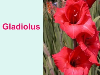 Gladiolus
1
 