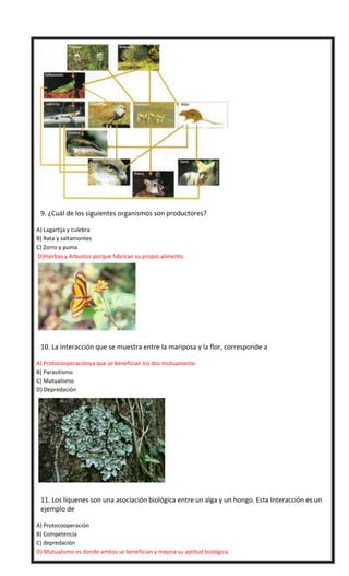 

9. ¿Cuál de los siguientes organismos son productores?
A) Lagartija y culebra
B) Rata y saltamontes
C) Zorro y puma
D)Hierbas y Arbustos porque fabrican su propio alimento.



10. La interacción que se muestra entre la mariposa y la flor, corresponde a
A) Protocooperaciónya que se benefician los dos mutuamente.
B) Parasitismo
C) Mutualismo
D) Depredación



11. Los líquenes son una asociación biológica entre un alga y un hongo. Esta Interacción es un
ejemplo de
A) Protocooperación
B) Competencia
C) depredación
D) Mutualismo es donde ambos se benefician y mejora su aptitud biológica.

 