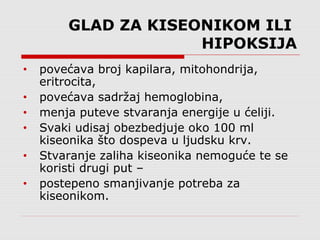 GLAD ZA KISEONIKOM ILI
HIPOKSIJA
• povećava broj kapilara, mitohondrija,
eritrocita,
• povećava sadržaj hemoglobina,
• menja puteve stvaranja energije u ćeliji.
• Svaki udisaj obezbedjuje oko 100 ml
kiseonika što dospeva u ljudsku krv.
• Stvaranje zaliha kiseonika nemoguće te se
koristi drugi put –
• postepeno smanjivanje potreba za
kiseonikom.
 