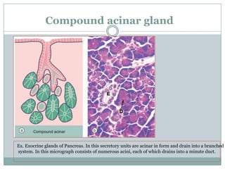 Gland.pptx