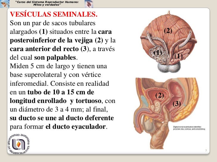 Glandulas Anexas Del Aparato Reproductor Masculino es.slideshare.net