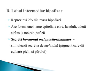 Reprezintă 2% din masa hipofizei Are forma unei lame epiteliale care, la adult, aderă strâns la neurohipofiză Secretă  hormonul melanocitostimulator  -  stimulează secreţia de  melanină  (pigment care dă culoare pielii şi părului) 