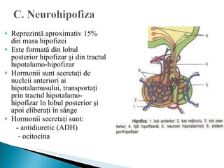 Reprezintă aproximativ 15% din masa hipofizei Este formată din lobul posterior hipofizar şi din tractul hipotalamo-hipofizar Hormonii sunt secretaţi de nucleii anteriori ai hipotalamusului, transportaţi prin tractul hipotalamo-hipofizar în lobul posterior şi apoi eliberaţi în sânge Hormonii secretaţi sunt:  - antidiuretic (ADH) - ocitocina 