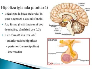 Localizată la baza creierului în şaua turcească a osului sfenoid Are forma şi mărimea unui bob de mazăre, cântărind cca 0,5g  Este formată din trei lobi: - anterior (adenohipofiza)   - posterior (neurohipofiza)   - intermediar 