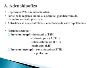 Reprezintă 75% din masa hipofizei Participă la reglarea umorală  a secreţiei glandelor tiroidă, corticosuprarenale şi sexuale Activitatea sa este controlată şi coordonată de către hipotalamus  Hormoni secretaţi:  hormoni tropi:  -tireotropina(TSH)   -corticotropina (ACTH)   -foliculostimulant (FSH)   -luteinizant (LH)  hormoni netropi:  - somatotropina (STH)   - prolactina 