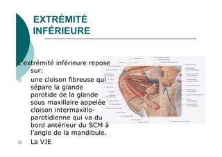 EXTRÉMITÉ
INFÉRIEURE