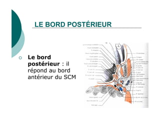 LE BORD POSTÉRIEUR