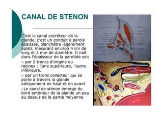 CANAL DE STENON