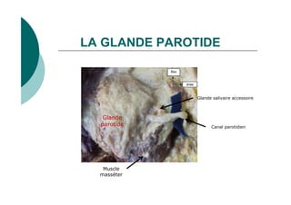 LA GLANDE PAROTIDE