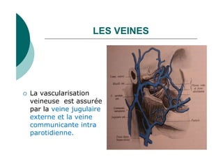 LES VEINES