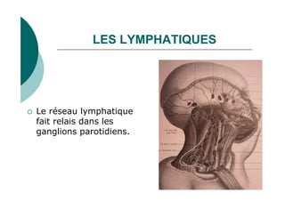 LES LYMPHATIQUES