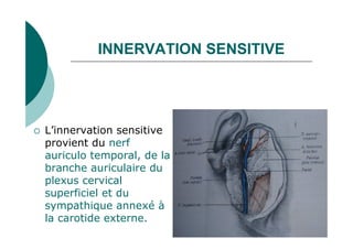 INNERVATION SENSITIVE