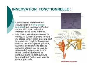 INNERVATION FONCTIONNELLE :