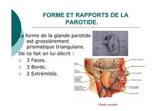 FORME ET RAPPORTS DE LA
PAROTIDE.