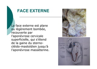 FACE EXTERNE
