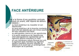 FACE ANTÉRIEURE