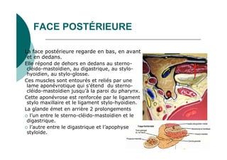 FACE POSTÉRIEURE