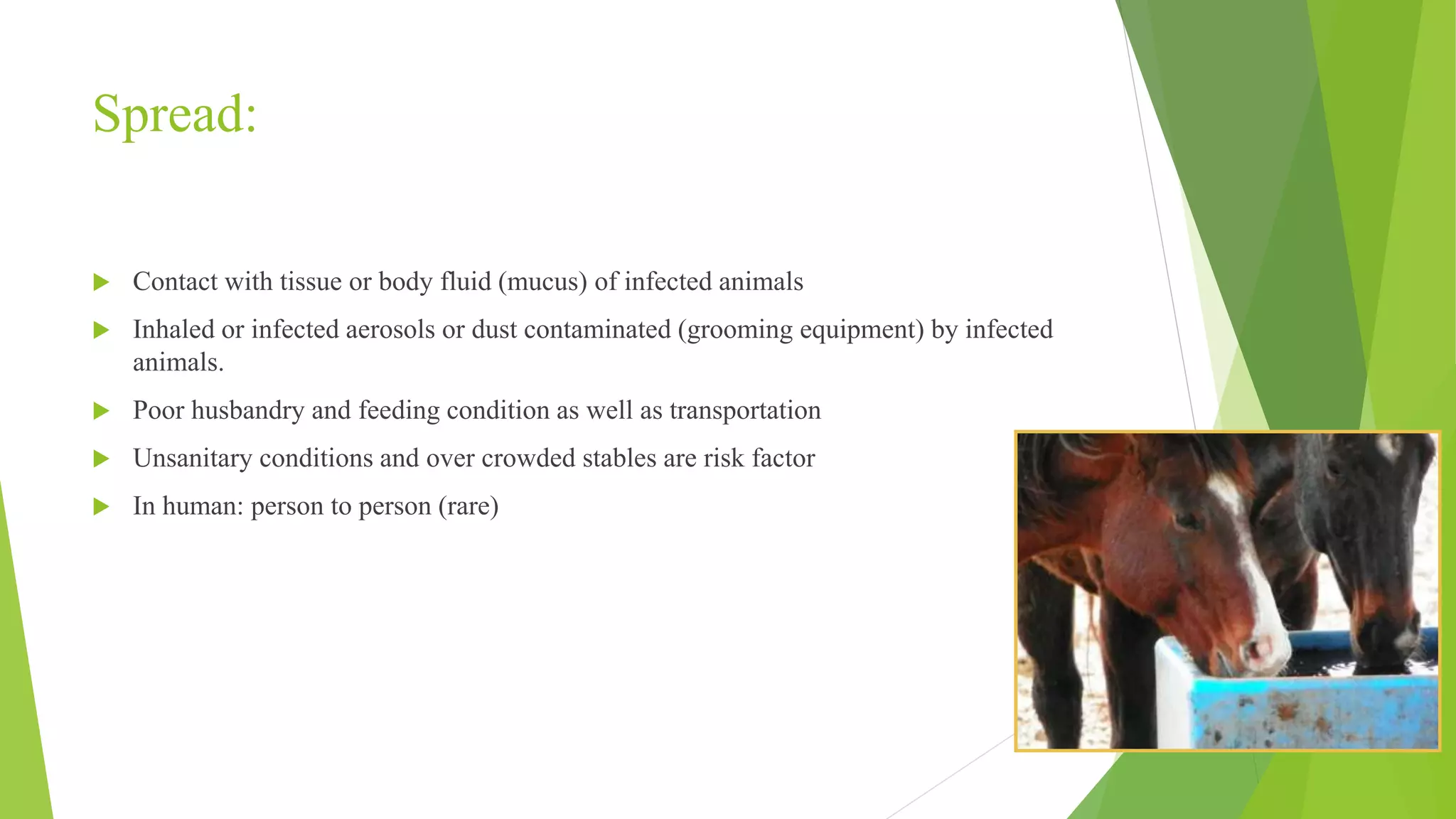 Spread:
 Contact with tissue or body fluid (mucus) of infected animals
 Inhaled or infected aerosols or dust contaminated (grooming equipment) by infected
animals.
 Poor husbandry and feeding condition as well as transportation
 Unsanitary conditions and over crowded stables are risk factor
 In human: person to person (rare)
 