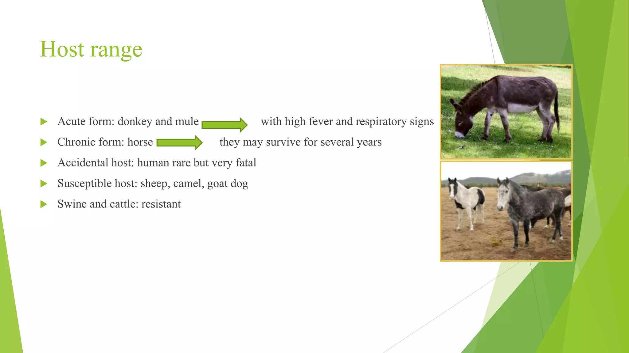 Host range
 Acute form: donkey and mule with high fever and respiratory signs
 Chronic form: horse they may survive for several years
 Accidental host: human rare but very fatal
 Susceptible host: sheep, camel, goat dog
 Swine and cattle: resistant
 