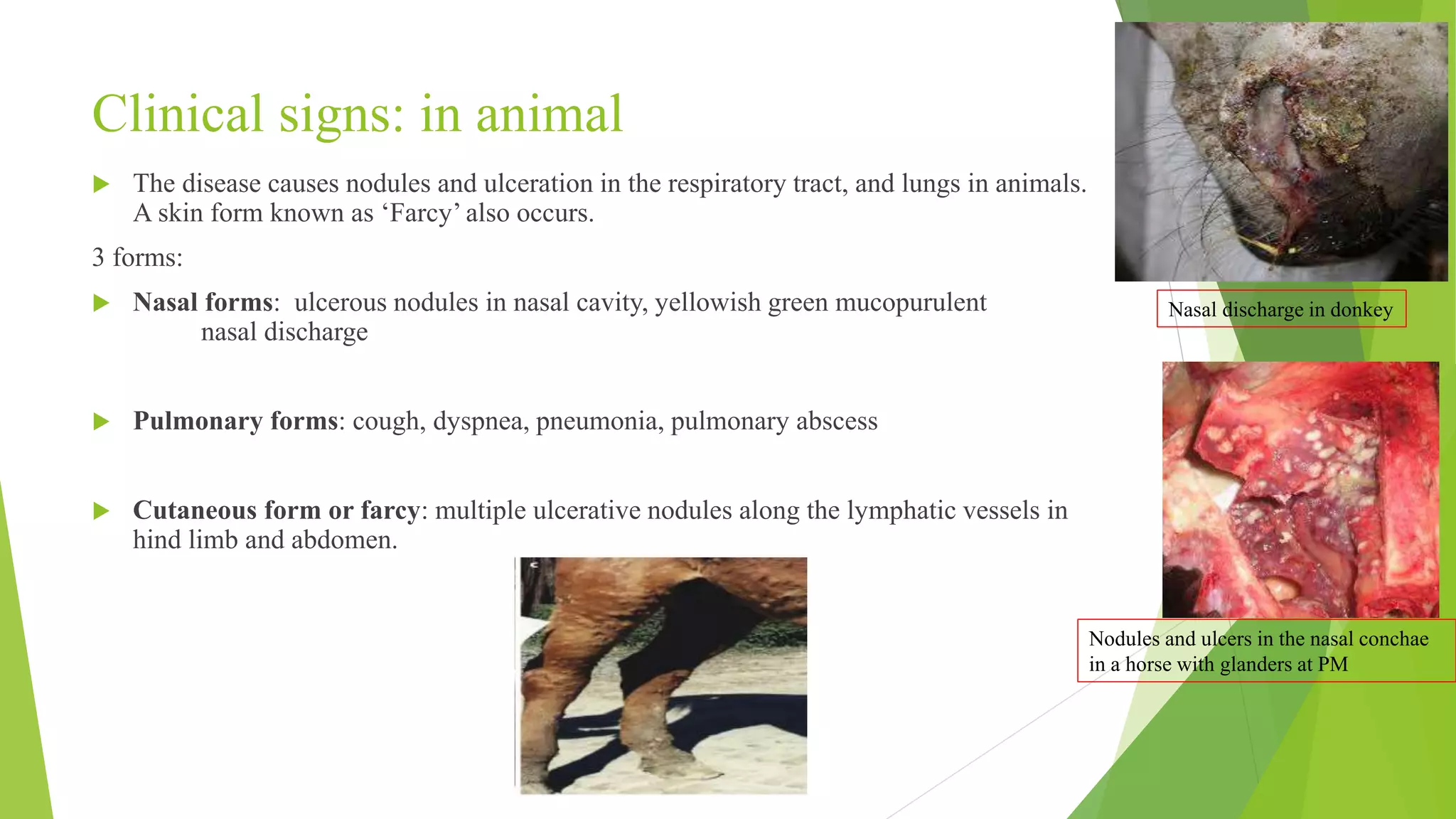 Clinical signs: in animal
 The disease causes nodules and ulceration in the respiratory tract, and lungs in animals.
A skin form known as ‘Farcy’ also occurs.
3 forms:
 Nasal forms: ulcerous nodules in nasal cavity, yellowish green mucopurulent
nasal discharge
 Pulmonary forms: cough, dyspnea, pneumonia, pulmonary abscess
 Cutaneous form or farcy: multiple ulcerative nodules along the lymphatic vessels in
hind limb and abdomen.
Nodules and ulcers in the nasal conchae
in a horse with glanders at PM
Nasal discharge in donkey
 