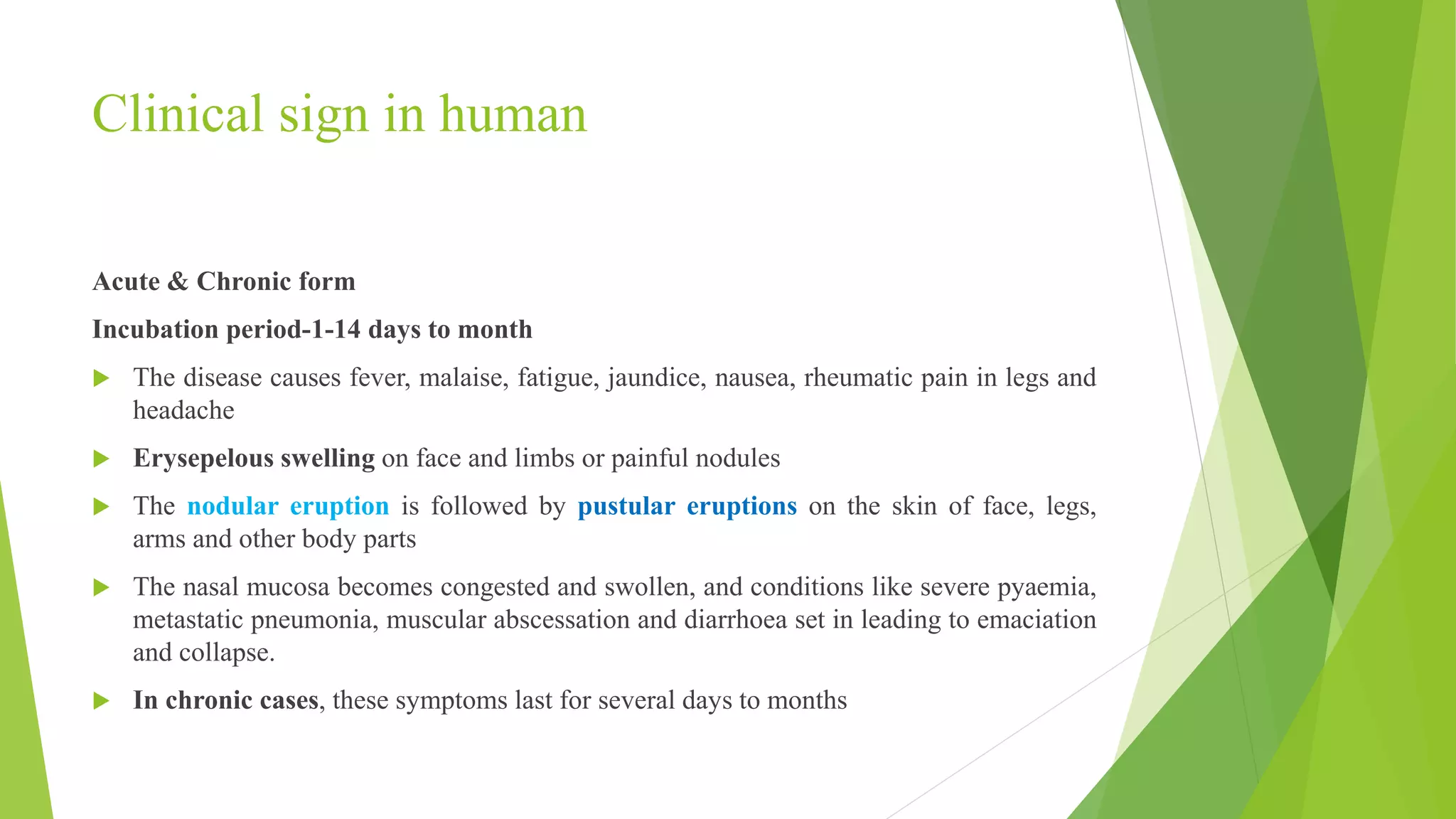 Clinical sign in human
Acute & Chronic form
Incubation period-1-14 days to month
 The disease causes fever, malaise, fatigue, jaundice, nausea, rheumatic pain in legs and
headache
 Erysepelous swelling on face and limbs or painful nodules
 The nodular eruption is followed by pustular eruptions on the skin of face, legs,
arms and other body parts
 The nasal mucosa becomes congested and swollen, and conditions like severe pyaemia,
metastatic pneumonia, muscular abscessation and diarrhoea set in leading to emaciation
and collapse.
 In chronic cases, these symptoms last for several days to months
 
